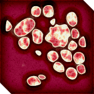 acer — Plague Inc: Evolved Steam Workshop preview image