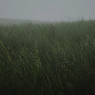 Wavy Grass 4K60FPS — Wallpaper Engine Steam Workshop preview image