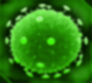 Algium — Plague Inc: Evolved Workshop preview