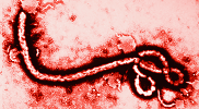 Ebola — Plague Inc: Evolved Steam Workshop preview image