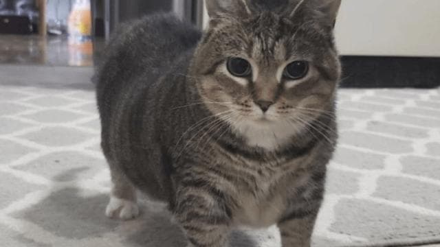 oiiai cat moon — Left 4 Dead 2 Steam Workshop preview image