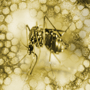 Yellow Fever — Plague Inc: Evolved Workshop preview