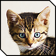 Cat-a-strophe — Plague Inc: Evolved Workshop preview