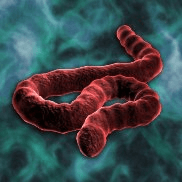 Ebola — Plague Inc: Evolved Workshop preview