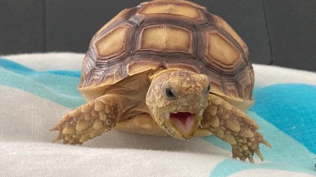 Turtle Replace Downed Theme — Left 4 Dead 2 Workshop preview