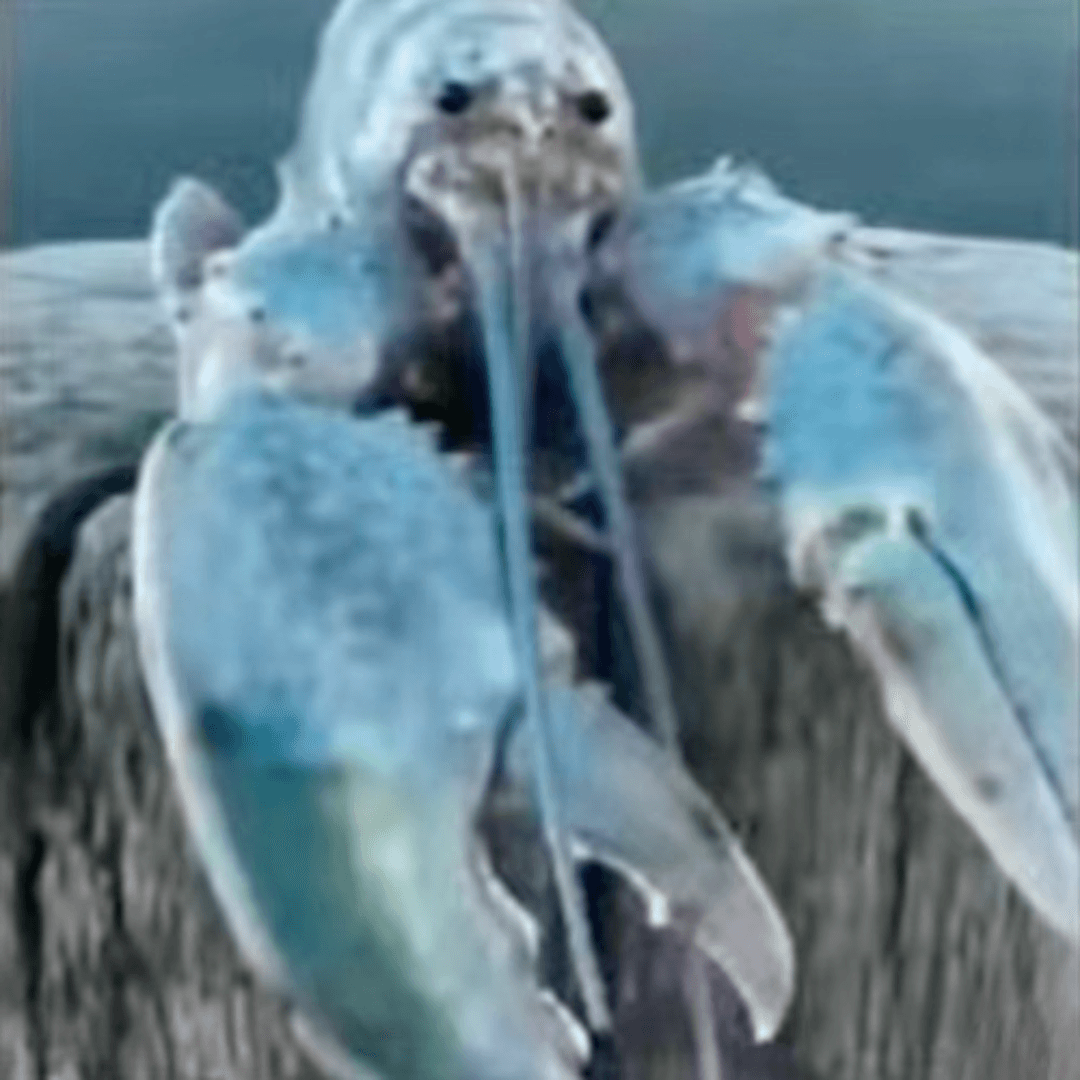 random blue lobster — The Binding of Isaac: Rebirth Workshop preview
