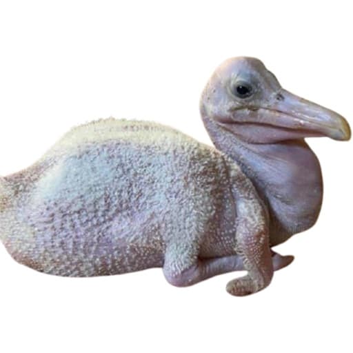 Baby Pelican Nextbot (pls like for achievement) — Garry's Mod Steam Workshop preview image