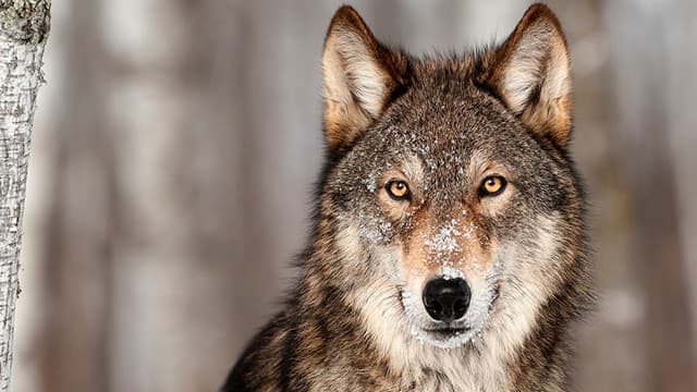Wolf paint — Euro Truck Simulator 2 Steam Workshop preview image