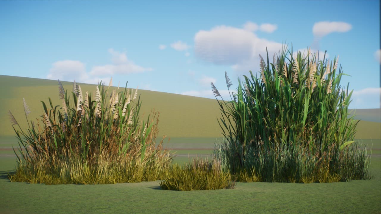 Pampas Grass by ZSHplays — Planet Zoo Steam Workshop preview image