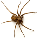 Rise of the Arachnids — Plague Inc: Evolved Steam Workshop preview image